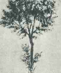 Robinia -- Royal Collection, Windsor Castle