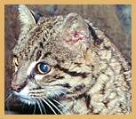 Geoffroy's Cat (Felis geoffroyi)
