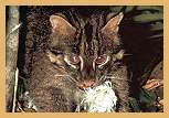 Iriomote Cat (Felis iriomotenis)