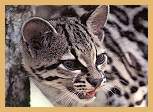 Tiger Cat (Oncilla) (Felis tigrina)