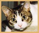 Domestic Cat (Felis catus)