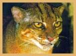 Bay (Bornean Red) Cat (Felis badia)