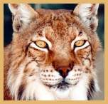 Eurasian (Northern) Lynx (Felis lynx)