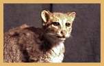 Flat-Headed Cat (Felis planiceps)
