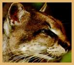 African Golden (Tiger) Cat (Felis aurata)