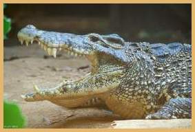Is this an alligator or a crocodile?