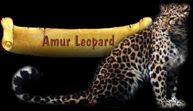 Amur leopard -- Panthera pardus orientalis