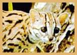Leopard Cat (Felis bengalensis)