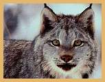 Canadian Lynx (Felis canadensis)