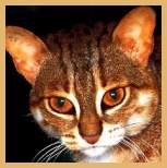 Rusty-Spotted Cat (Felis rubiginosa)