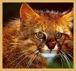 Pampas Cat (Felis colocolo)