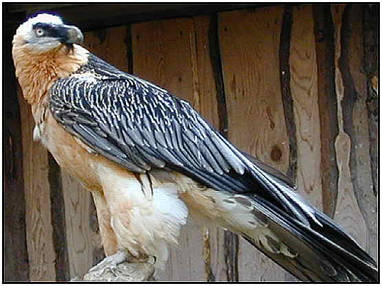 Bearded Vulture (Photograph Courtesy of Erich Mangl Copyright 2000)