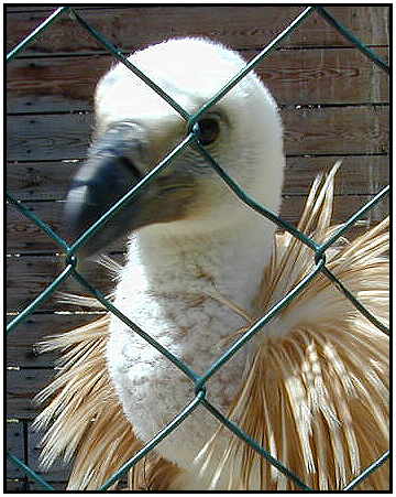 Eurasian Vulture (Photograph Courtesy of Erich Mangl (Copyright 2000)