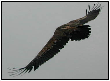 Eurasian Vulture (Photograph Courtesy of Erich Mangl (Copyright 2000)