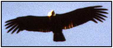 Condor In Flight (Photograph Courtesy of Cliff Buckton Copyright 2000)