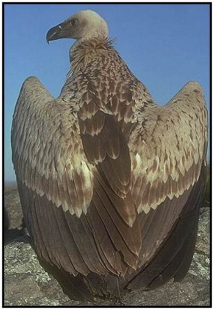 Cape Griffon (Photograph Courtesy of Dale Schultz Copyright 2000)