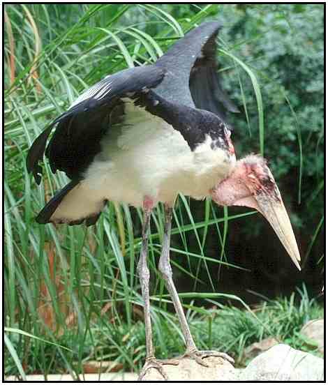 Marabou Stork (Photograph Courtesy of John White Copyright 2000)