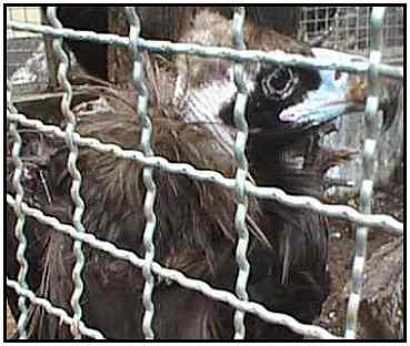 Cinereous Vulture (Photograph Courtesy of the Asian Animal Protection Network Copyright 2000)