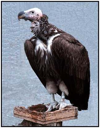 Lappet-Faced Vulture (Photograph Courtesy of Kurt Knoll Copyright 2000)