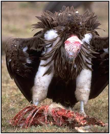 Lappet-Faced Vulture (Photograph Courtesy Gerald and Buff Corsi, California Academy of Sciences Copyright 2000)