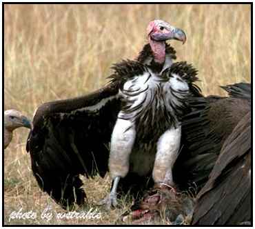 Lappet-Faced Vulture (Photograph Courtesy of Bill Strahle Copyright 2000)