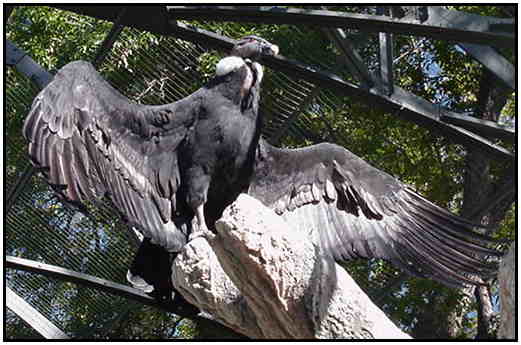 Andean Condor (Photograph Courtesy of Linda Schueller Copyright 2000)