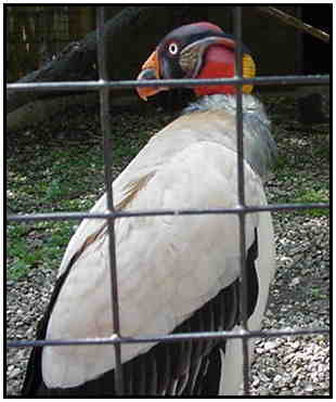 King Vulture (Photograph Courtesy of Holly Dean Morris Copyright 2000)