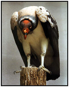 King Vulture (Photograph Courtesy of Lisa Purcell Copyright 2000)