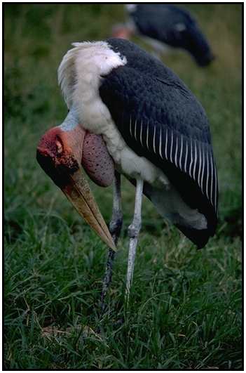 Marabou Stork (Photograph Courtesy Gerald and Buff Corsi, California Academy of Sciences Copyright 2000)