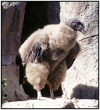 Andean Condor Chick (Photograph Courtesy of Ralf Schmode Copyright 2000)