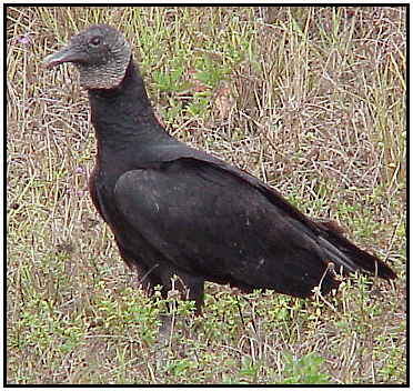 Black Vulture Photograph Courtesy of R.D. Scheer Copyright 2000)