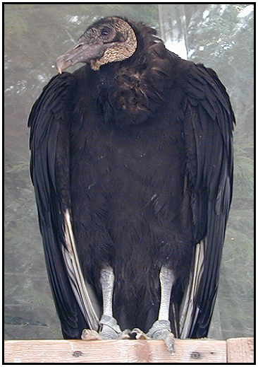 Black Vulture Photograph Courtesy of Stephen Hendricks Copyright 2000)