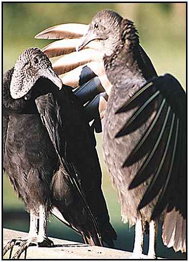 Black Vultures (Photograph Courtesy of Photohome.com Copyright 2000)