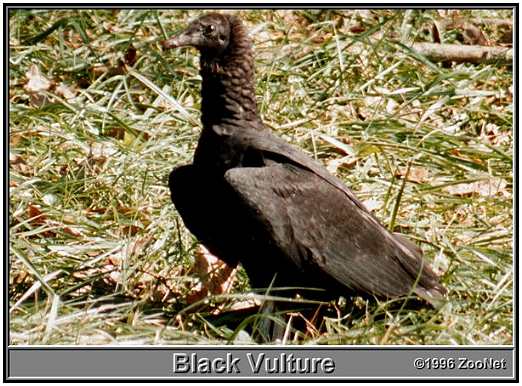 Black Vulture (Photograph Courtesy of ZooNet Copyright 1996)
