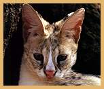Serval (Felis serval)