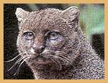 Jaguarundi (Felis yagouaroundi)