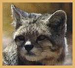 Mountain (Andean) Cat (Felis jacobita)