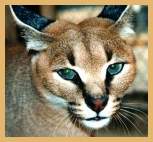 Caracal (Felis caracal)