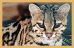 Margay (Felis wiedi)