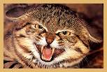 Black-Footed Cat (Felis nigripes)