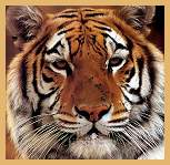 Tiger (Panthera tigris)