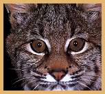 Bobcat (Felis rufus)