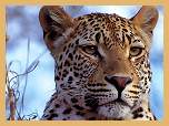 Leopard (Panthera pardus)