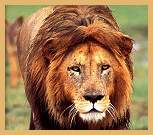 Lion (Panthera leo)