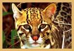 Ocelot (Felis pardalis)