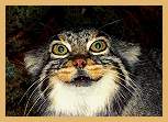 Pallas's Cat (Manul) (Felis manul)
