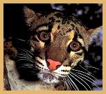 Clouded Leopard (Neofelis nebulosa)