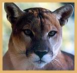 Puma (Felis concolor)