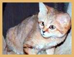 Sand Cat (Felis margarita)