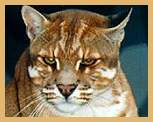 Temminck's Golden Cat (Felis temminckii)